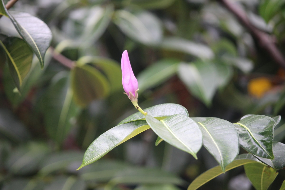 Cryptostegia madagascariensis Bojer ex Decne.